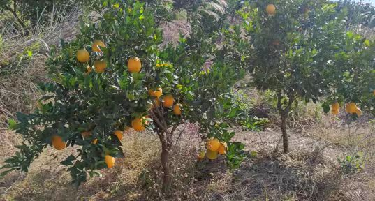 科技育果结硕果 政企老兵助农忙——吴建友带队赴衡东县石滩乡助力